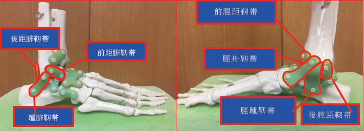 足関節捻挫と足関節靭帯損傷 神戸市東灘区 り整形外科クリニック 公式 整形外科 リハビリ科